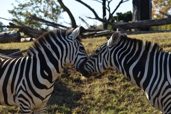 SlotsVentura Casino Soporte